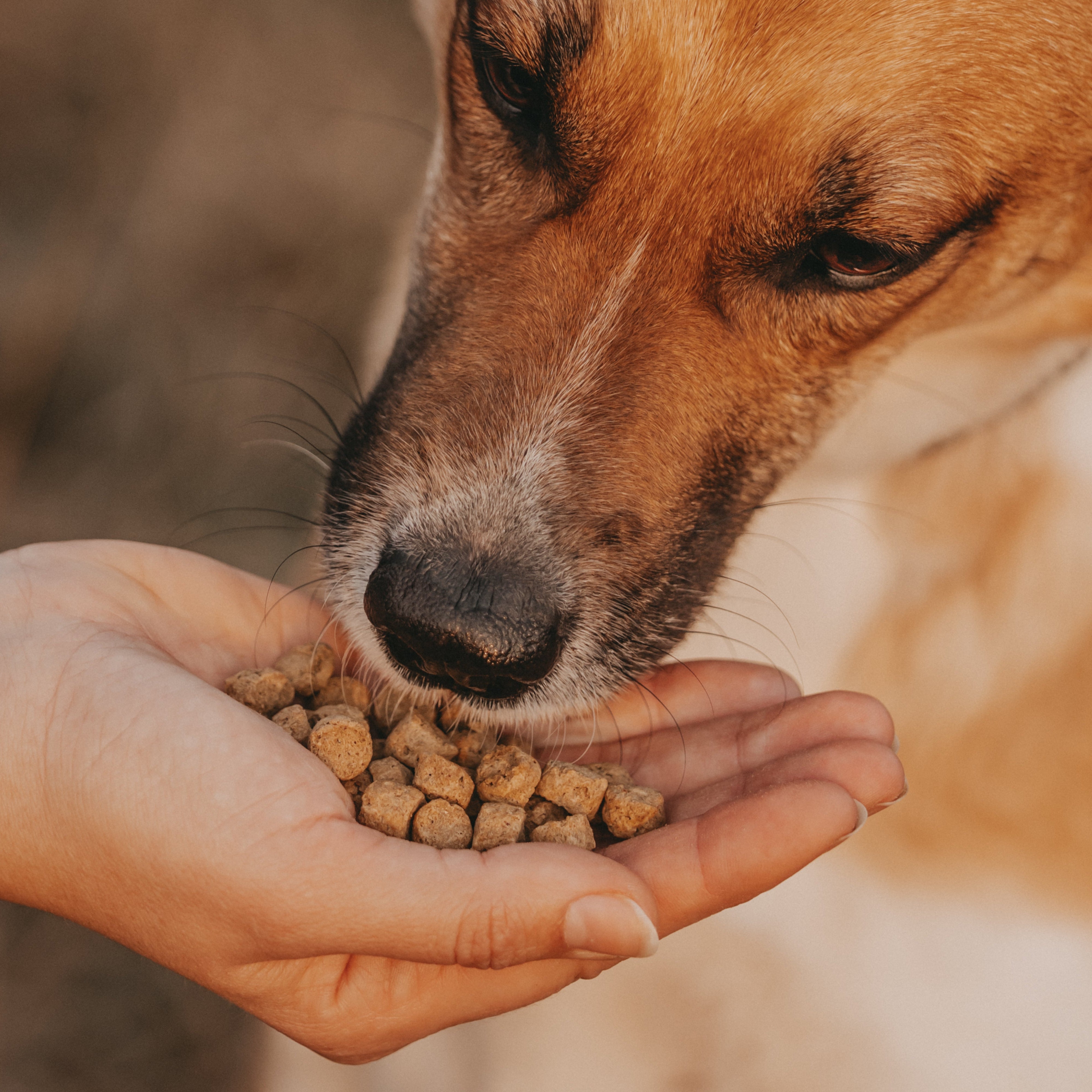 VOGT Superfeines Futter – Das Original - Alles drin, was dein Hund braucht