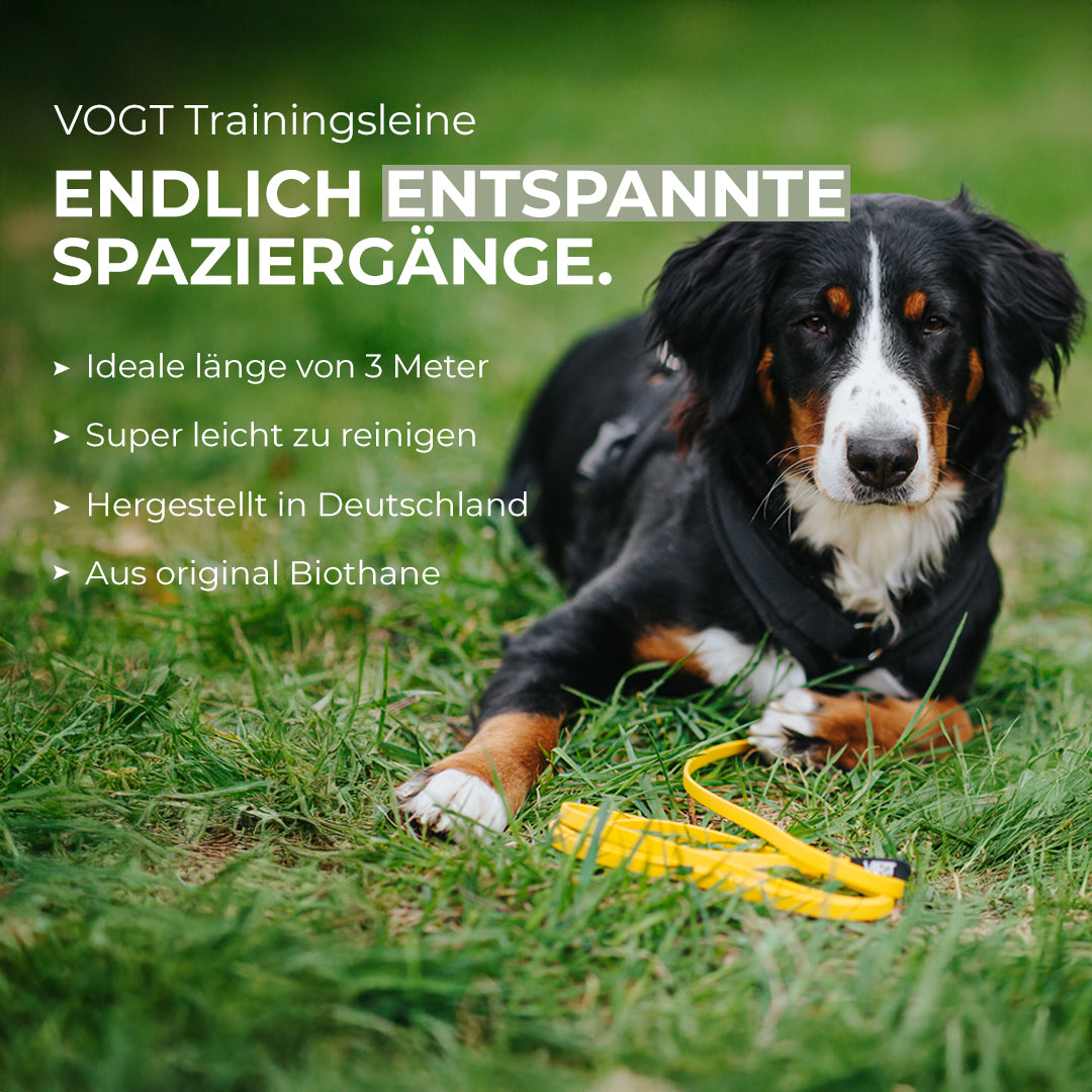 VOGT Leinen Set - Sicher und stressfrei spazieren